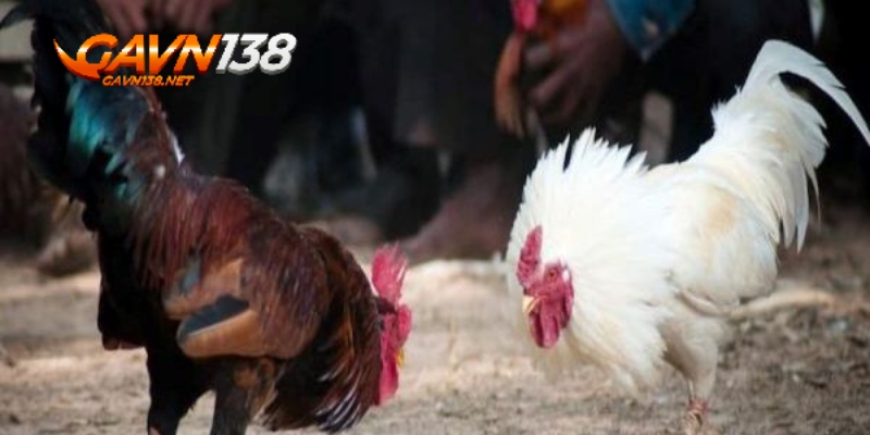 cac tran da ga cua sat dien ra minh bach