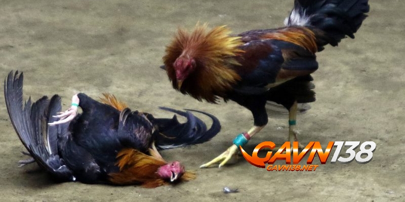 da ga cua sat duoc nhieu nguoi lua chon