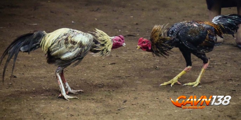 da ga cua sat pho bien tai viet nam