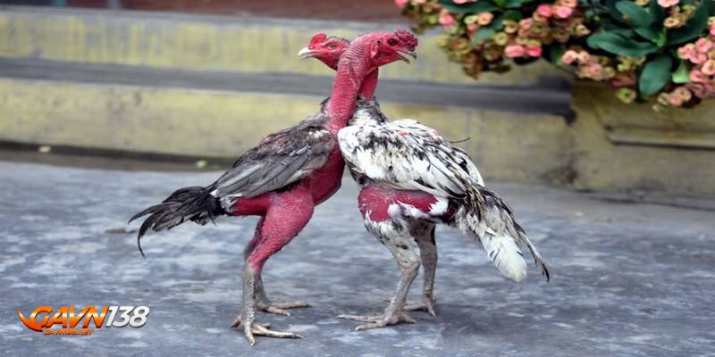 da ga don va quy dinh ca cuoc