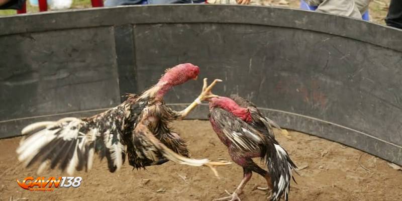 Đá gà nòi 1 Đôi nét về trò chơi đá gà Nòi