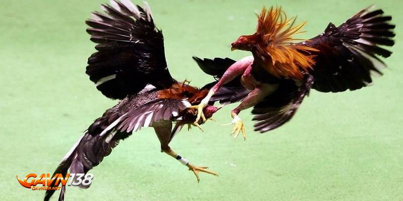 Đá gà nòi 2 hoc hoi cach xem tuong ga noi