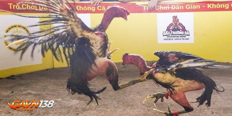 Đá gà nòi 4 lua ga don dua vao mat