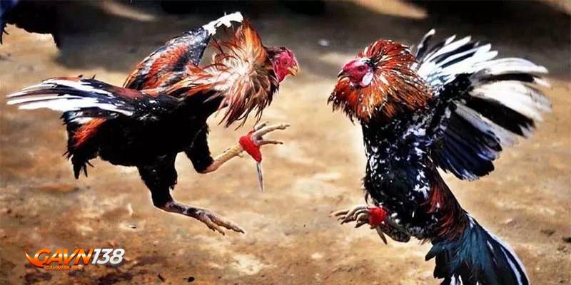 luat choi da ga thomo