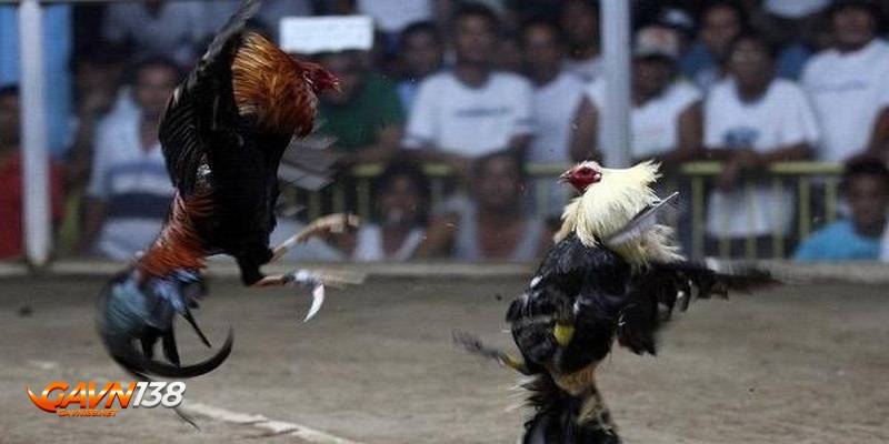 đá gà cựa dao 2 Luật đá gà cựa dao có thể anh em chưa biết