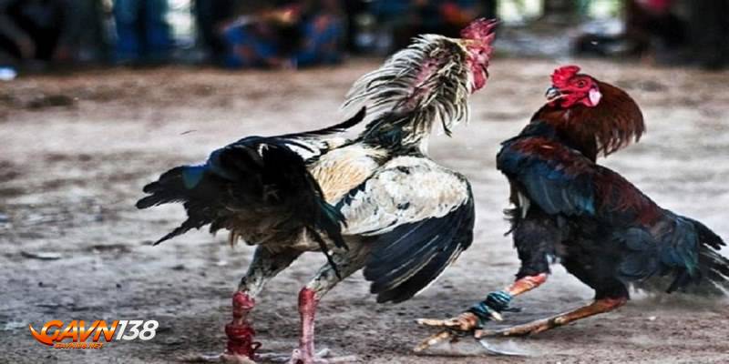 đá gà cựa dao 4 ly do khong nen bo qua da ga cua dao