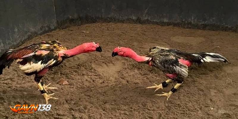 Đá gà nòi 3 nam ro keo cuoc da ga don