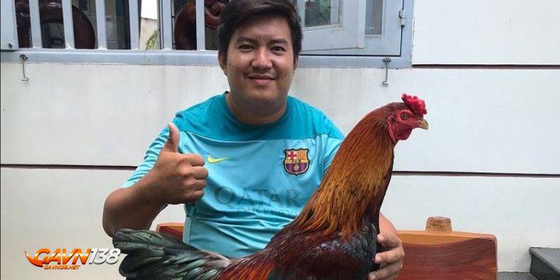 nuoi ga da bo lon tim hieu