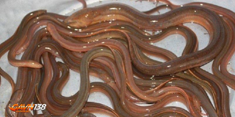 Tổng hợp thức ăn đá gà cung cấp đầy đủ dinh dưỡng nhất 3 thuc an ga da luon trach ran