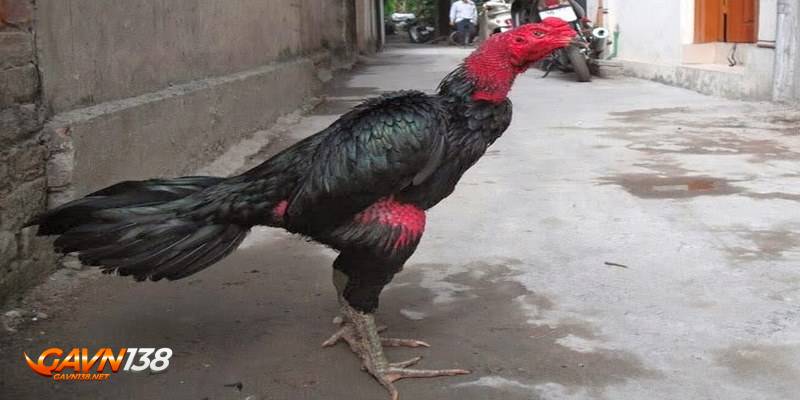 tim hieu giong ga don manh