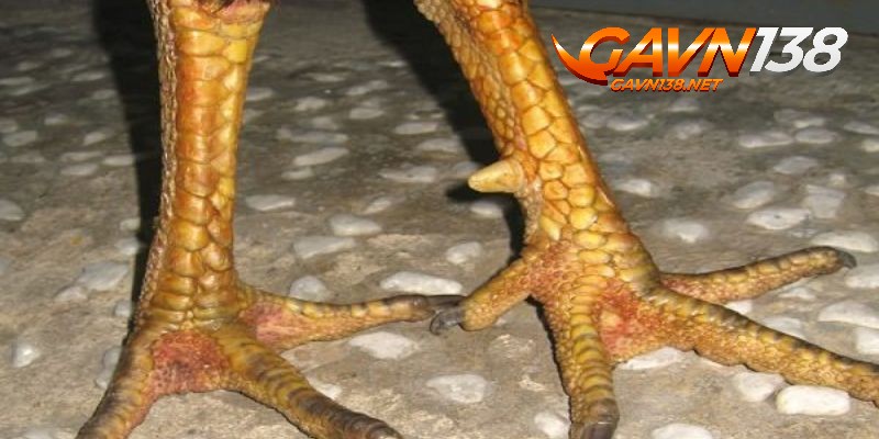 vay ga ngu quy co da duoc hay khong