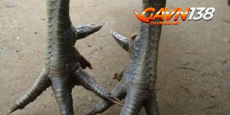 vay ga ngu quy co nen chon ga so huu loai vay nay khong