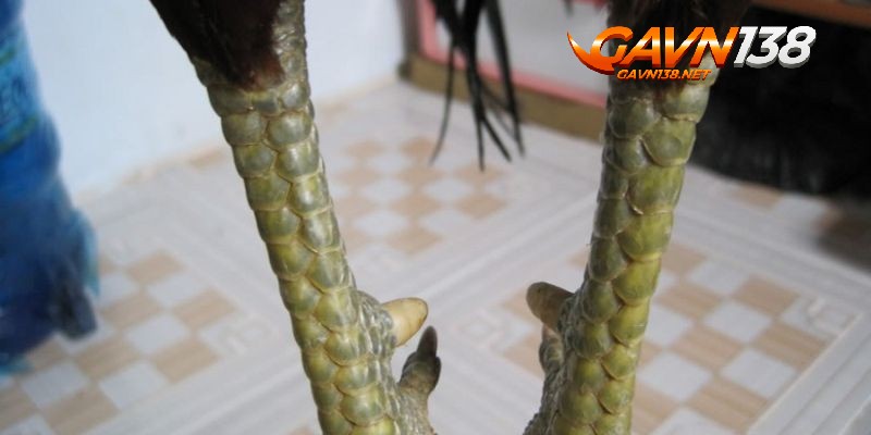 vay ga ngu quy co thang bat bai khong