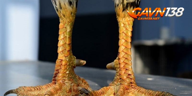 vay ga ngu quy thong tin nen biet