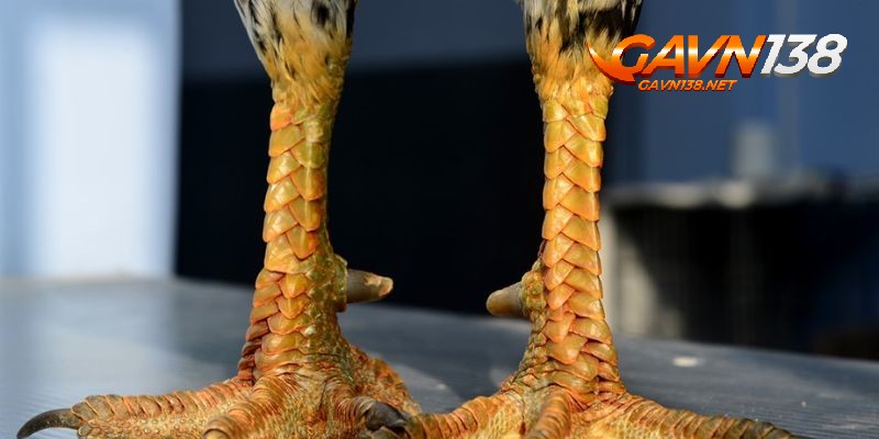 vay ga quy khai niem