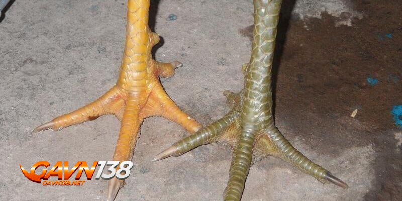 vay ga quy so huu don cao doc nhat vo nhi