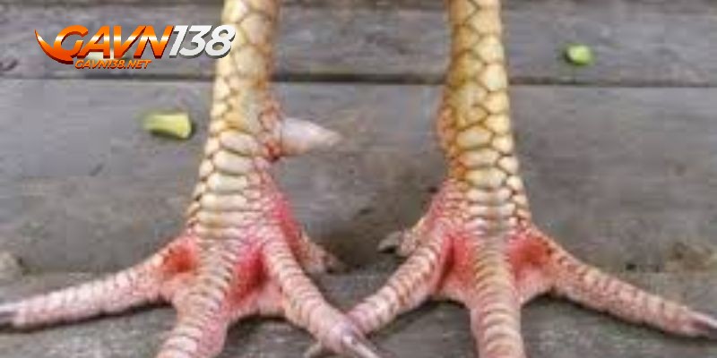 vay ga quy vay an thien