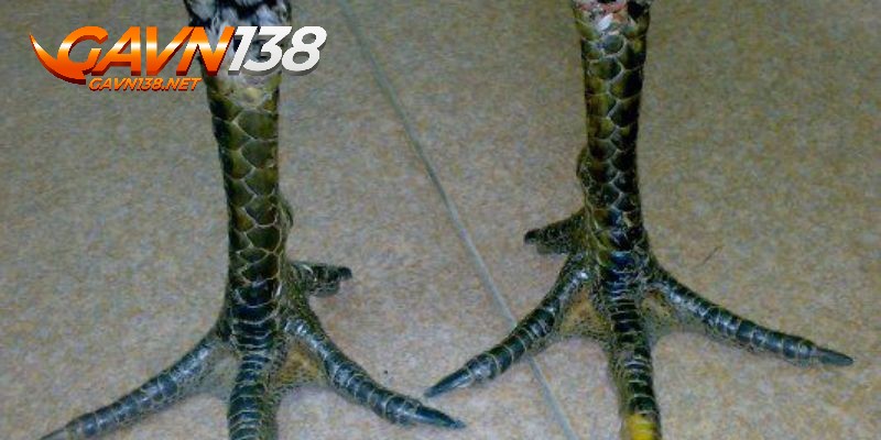 vay ga quy vay tam tai