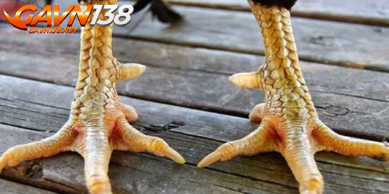 vay van can hoanh khai cach nuoi duong