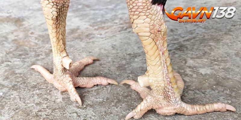 vay van can hoanh khai cach xem chuan