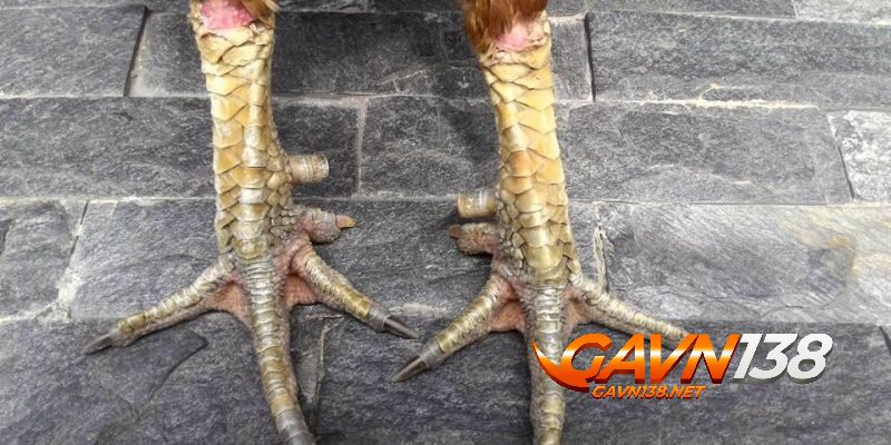 Có nên nuôi dưỡng vảy vấn cán hoành khai hay không