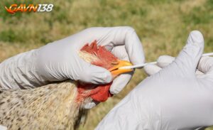 1648031047 phong cum gia cam1jpg