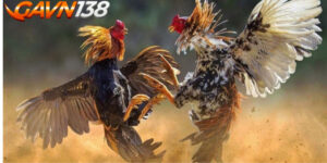 Nhu the nao duoc goi la ga bi cua