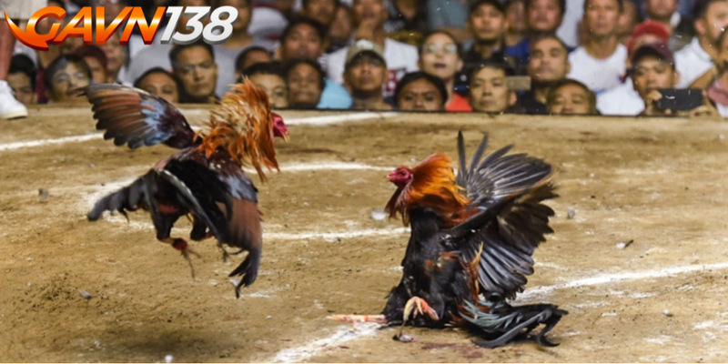 Su dung them thuoc khang sinh khi cham soc ga bi cua