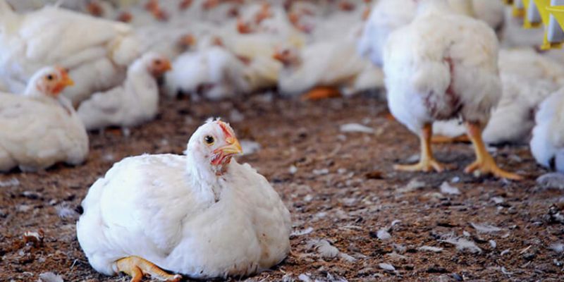 Các dấu hiệu nhận biết và chữa trị bệnh gà bị khò khè 2 ga bi kho khe tim hieu 1