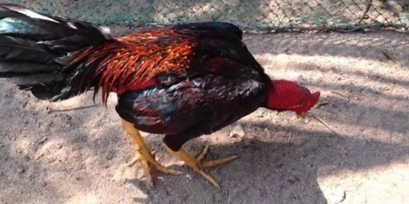 Các dấu hiệu nhận biết và chữa trị bệnh gà bị khò khè 3 ga bi kho khe tim hieu 2