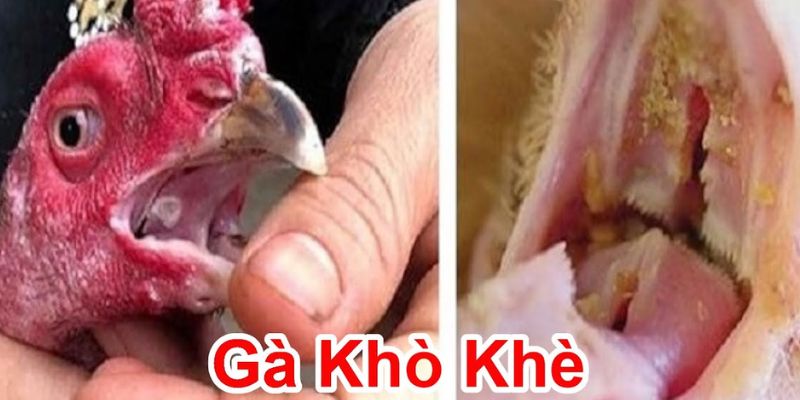 Các dấu hiệu nhận biết và chữa trị bệnh gà bị khò khè 1 ga bi kho khe tim hieu