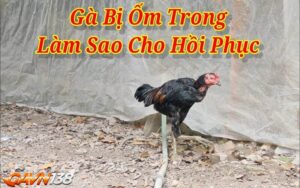 ga bi om trong 4