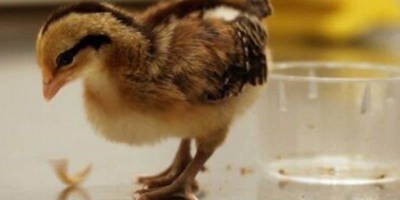 Nguyên nhân và cách chữa trị gà bị què chân nhanh chóng 2 ga bi que chan tim hieu 1