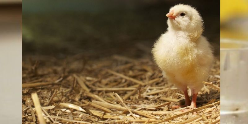 Nguyên nhân và cách chữa trị gà bị què chân nhanh chóng 3 ga bi que chan tim hieu 2