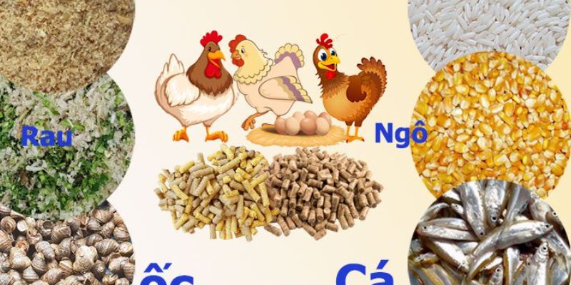 Nguyên nhân và cách chữa trị gà bị què chân nhanh chóng 4 ga bi que chan tim hieu 3