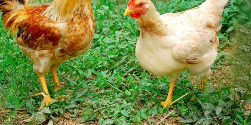 Nguyên nhân và cách chữa trị gà bị què chân nhanh chóng 1 ga bi que chan tim hieu