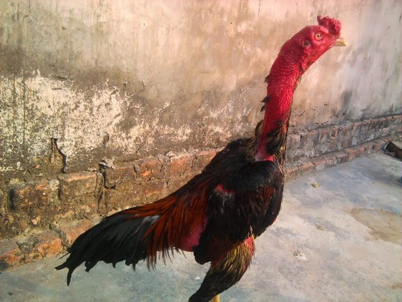 hieu ro cac bieu hien cua ga khi bi benh