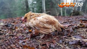 phong benh cau trung o ga nhu the nao