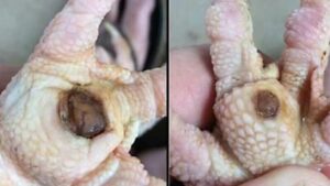 su dung phuong phap dan gian giup ga mau khoi